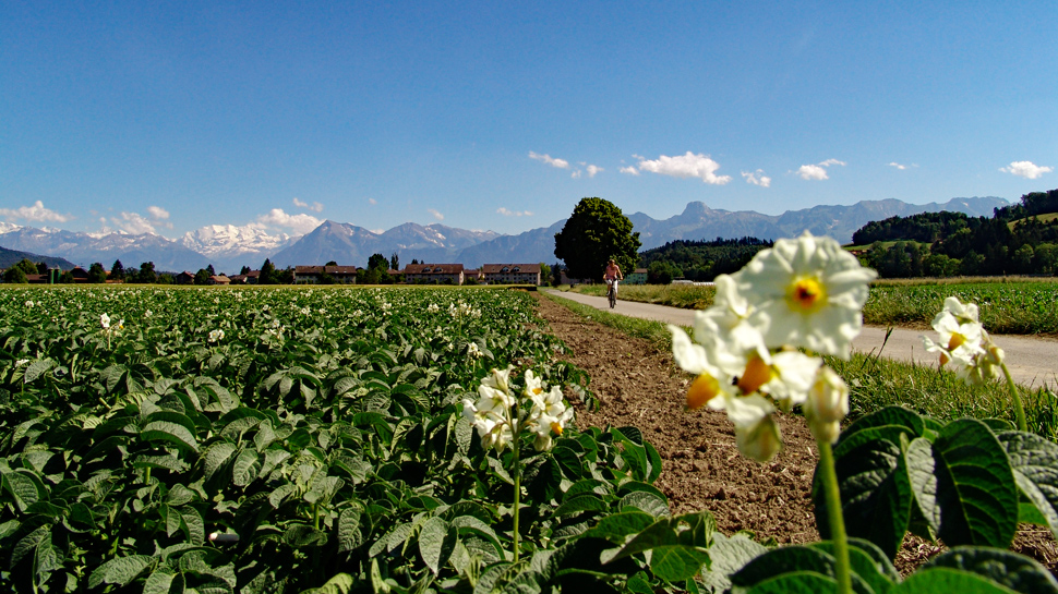 Velotouren in der Schweiz: Sportliche Herausforderungen und gemütliche Familienausflüge Velotouren in der Schweiz: Sportliche Herausforderungen und gemütliche Familienausflüge